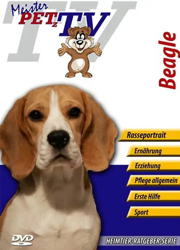 Beagle