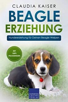 Beagle erziehung - beagle,