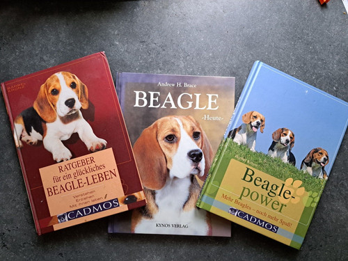 Beagle heute ratgeber für - heute,