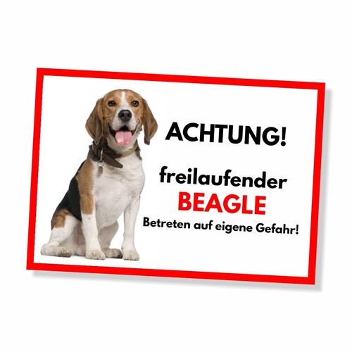 Beagle freilaufender hund - freilaufender,