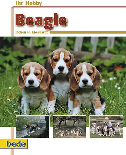 Ihr hobby beagle - hobby,