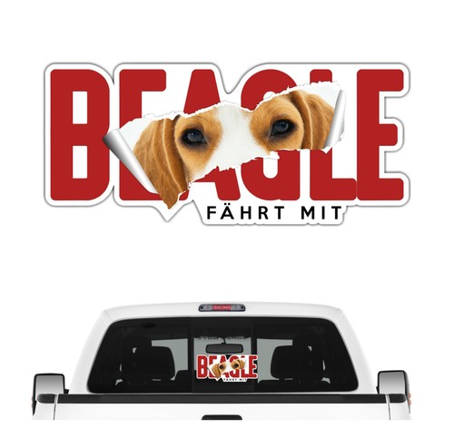 Auto aufkleber beagle fährt - beagle,