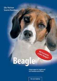 Beagle liebenswerter jagdhund - beagle:,